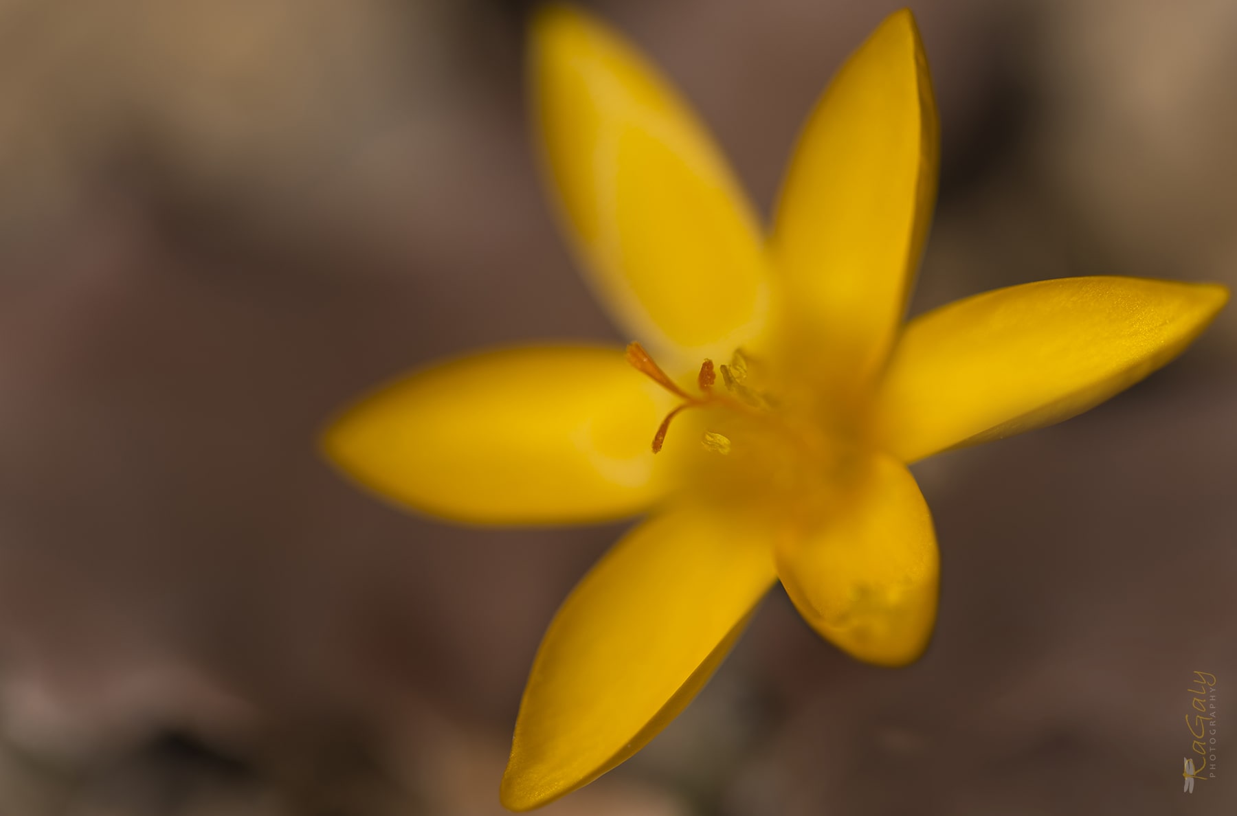 Портрет на минзухар минзухар