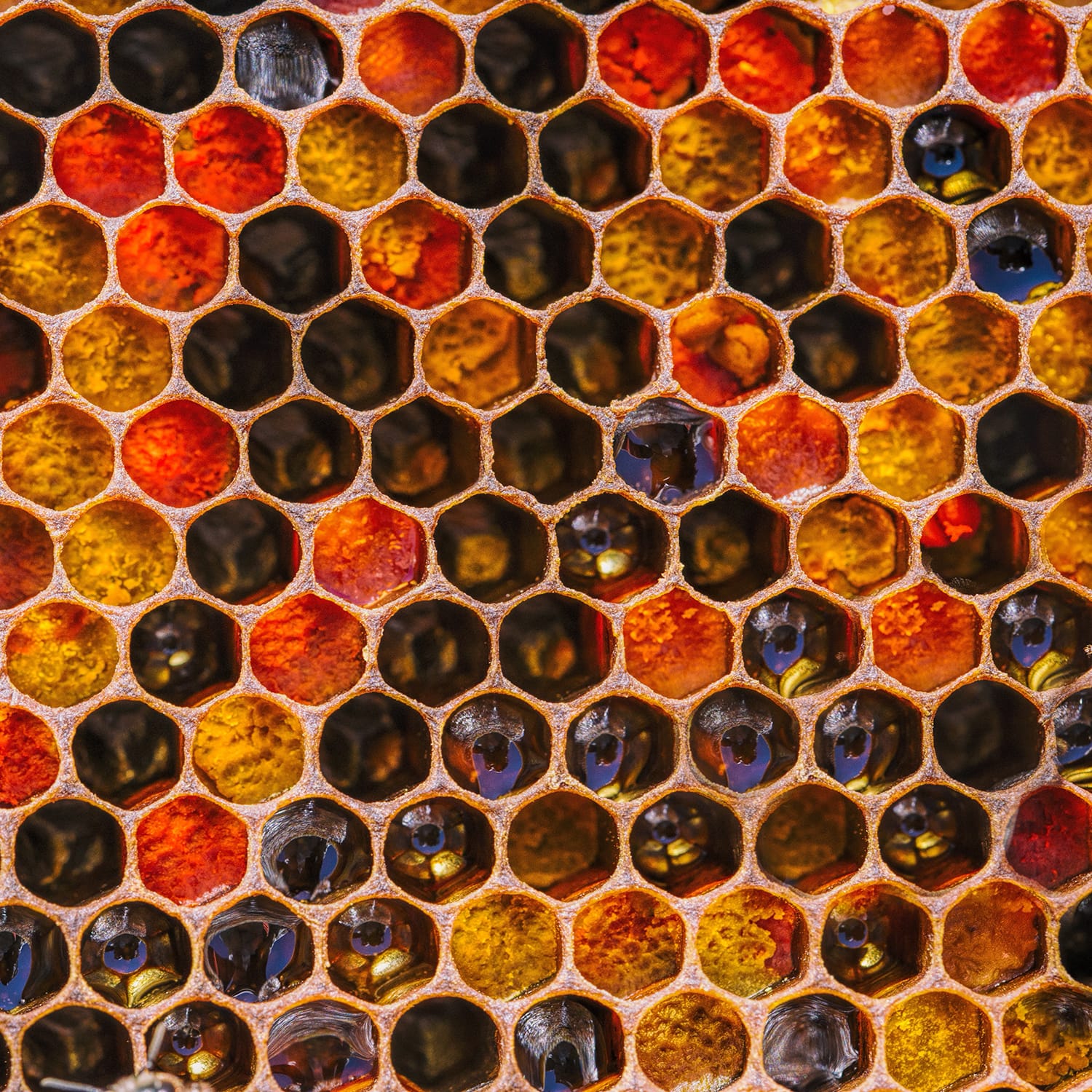 Пресен пчелен прашец GHoney - Image 8