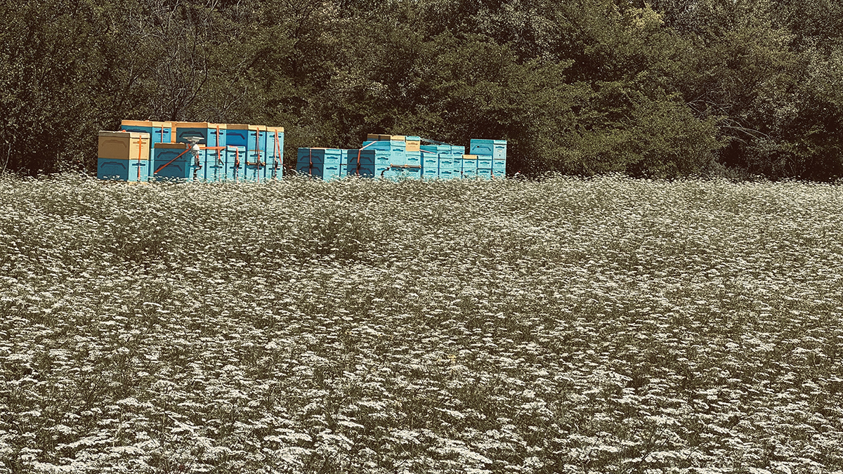 поле от кориандър и пчелни кошери