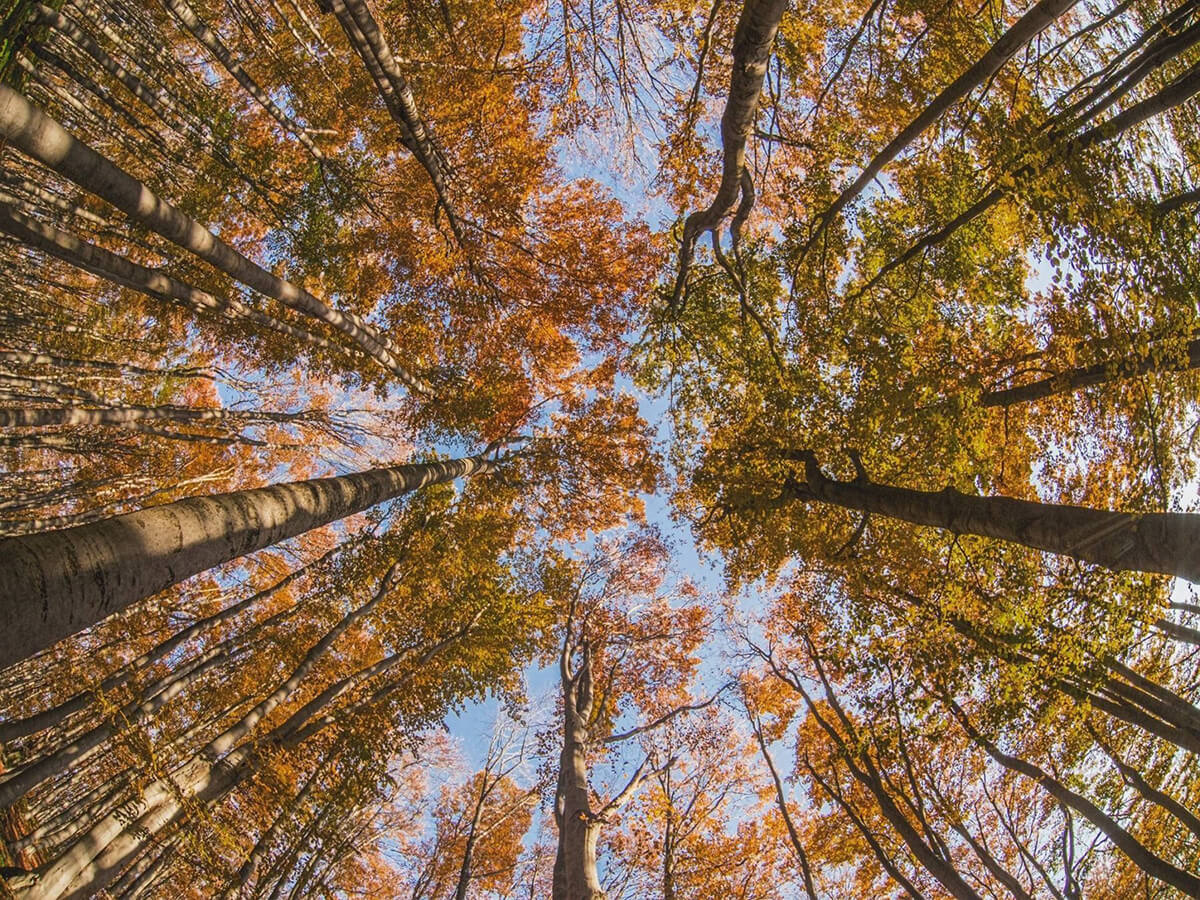 пейзаж на есенни дървета и небе