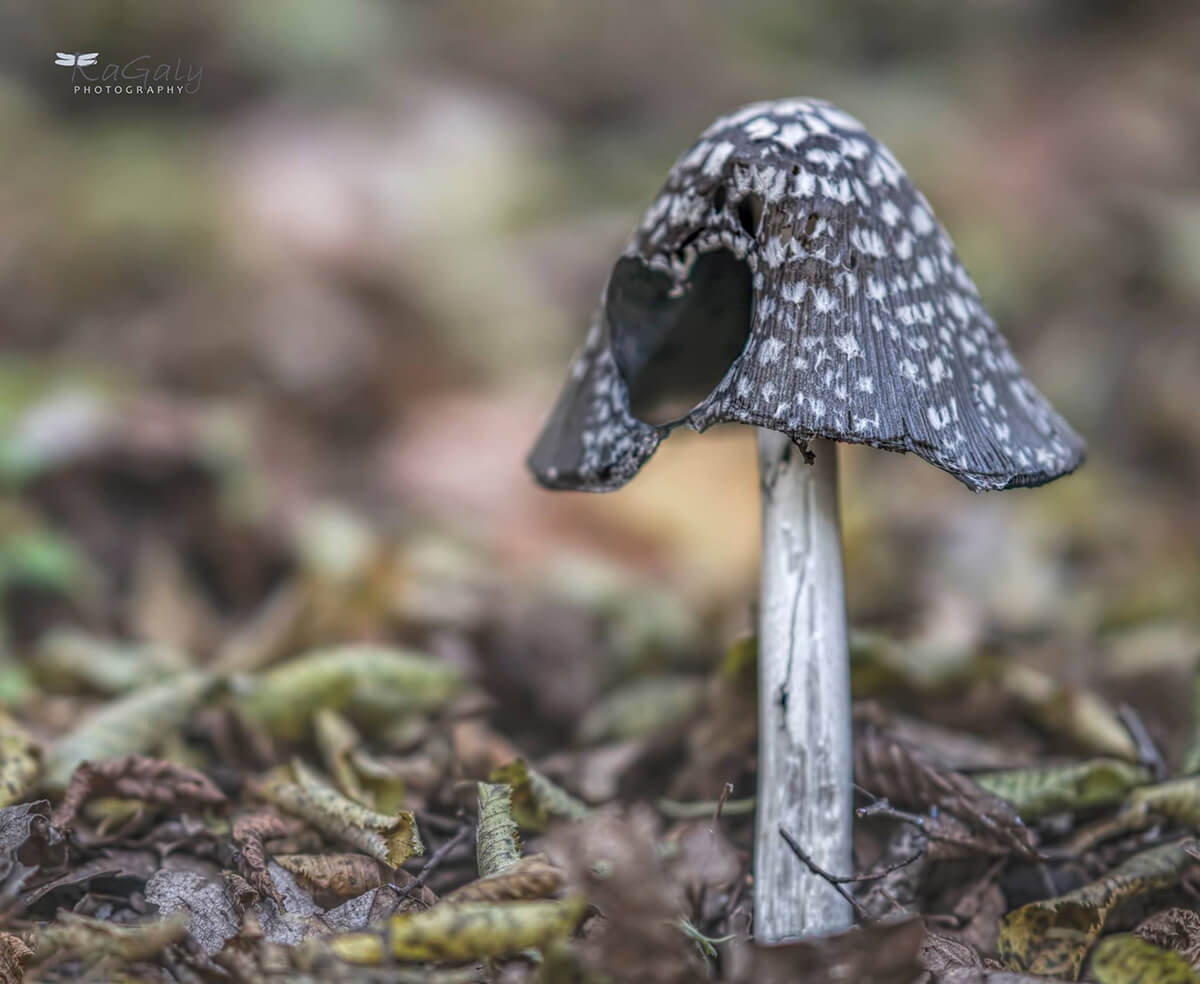 горска гъба със символ сърце