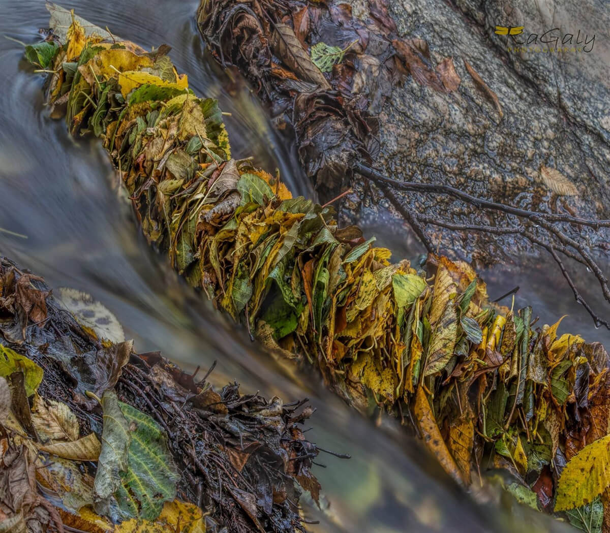 есенни листа в реката