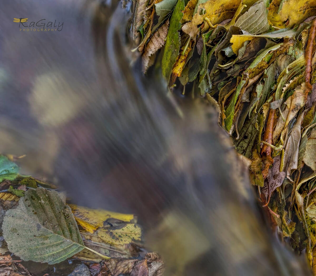 Есенни листа в реката