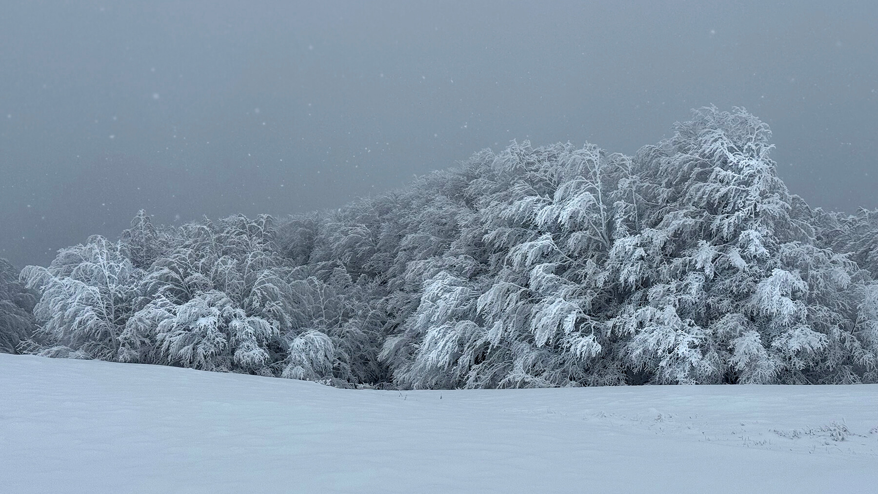 зимен пейзаж от Бузлуджа