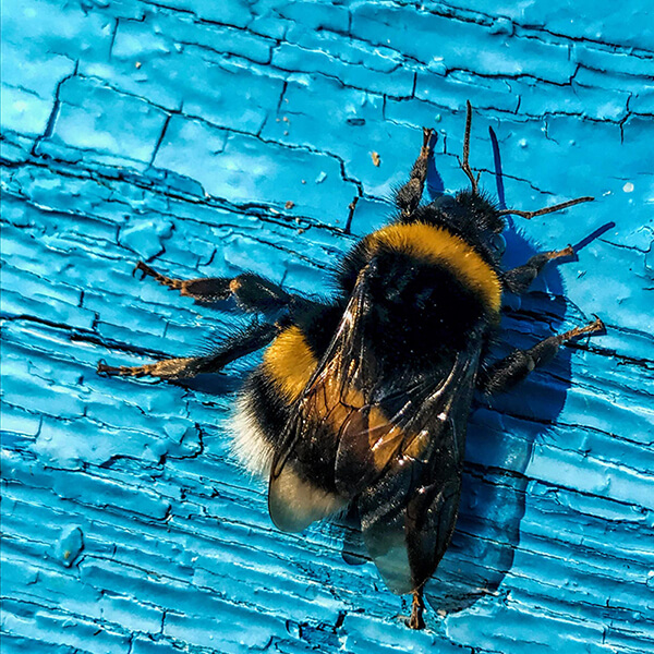 земна пчела