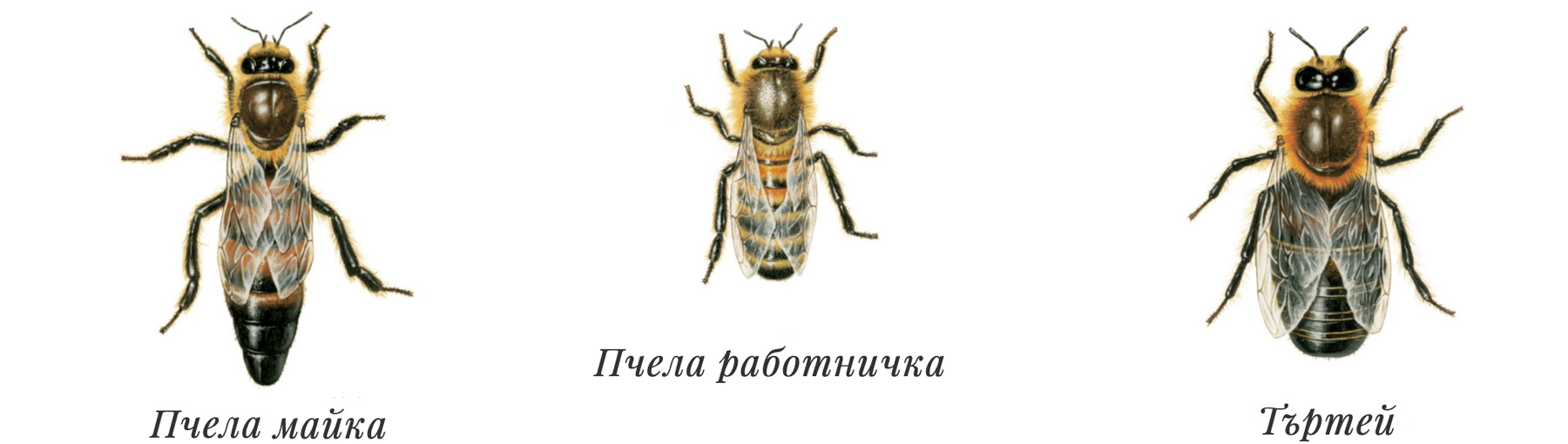 пчела майка, пчела работничка, търтей