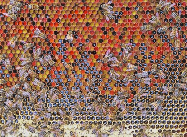 пита с прашец, мед и пчели