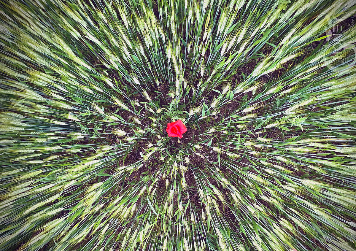 червен мак в житена нива